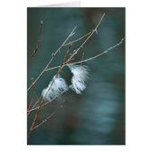 Goose feathers over the blue waters (Front)