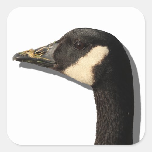 Goose Head Sticker