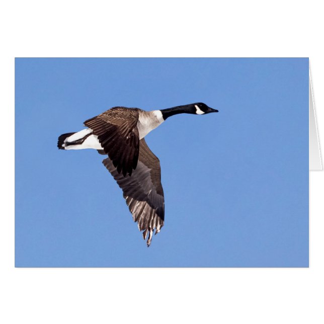 Goose In Flight Cards (Front Horizontal)