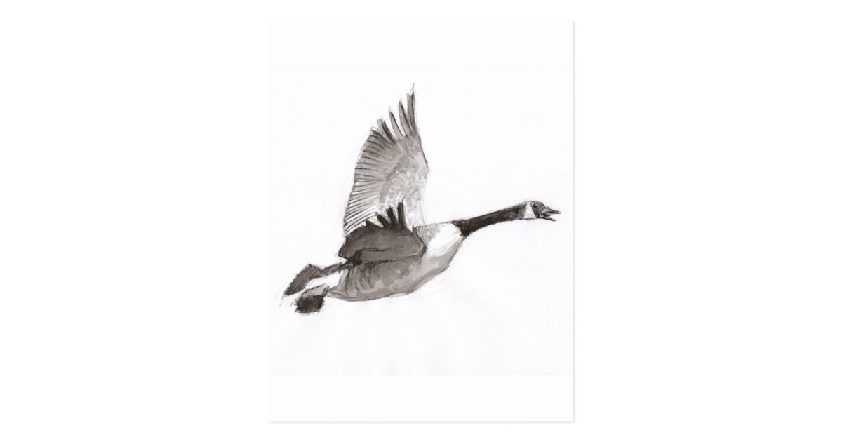 Goose in flight drawing postcard | Zazzle.com