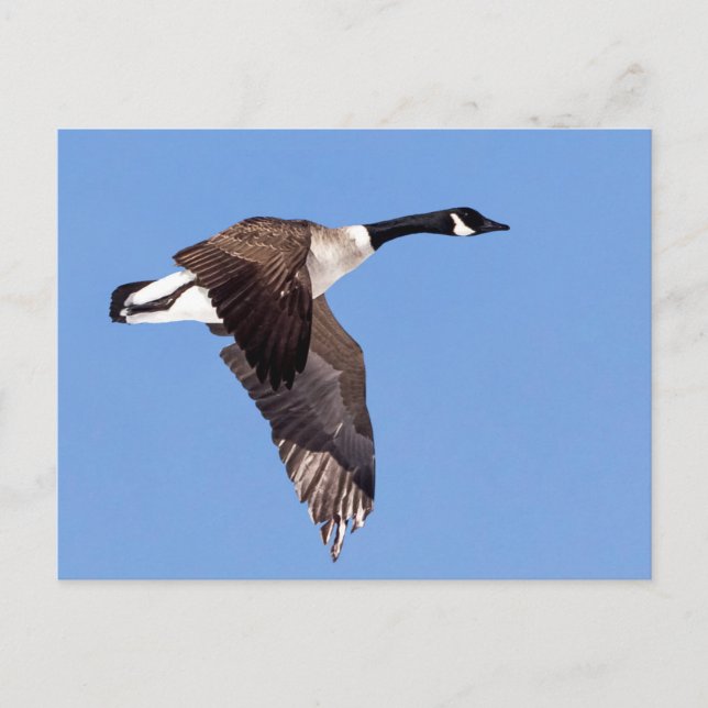 Goose In Flight Postcard (Front)