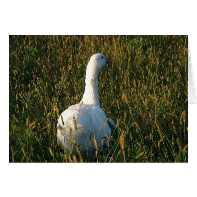 Goose in The Hay Meadow Cards (Front Horizontal)