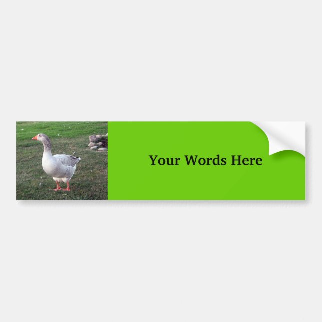 Goose in the park bumper sticker (Front)