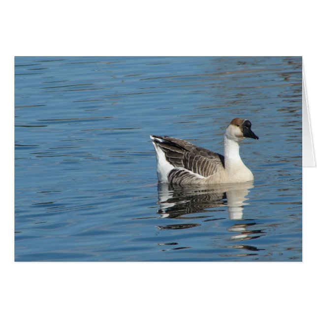 Goose in the Park Cards (Front Horizontal)