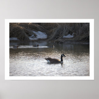 Goose in Water Poster