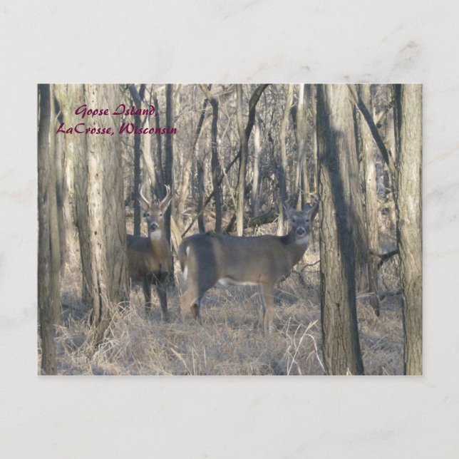 Goose Island, LaCrosse, Wisconsin Postcard (Front)