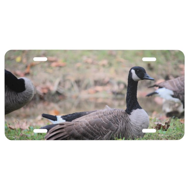 Goose License Plate (Front)