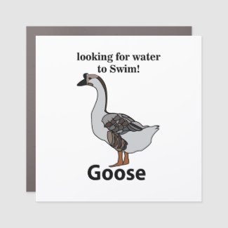Goose Looking For Water To Swim African Goose