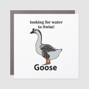 Goose Looking For Water To Swim African Goose Car Magnet