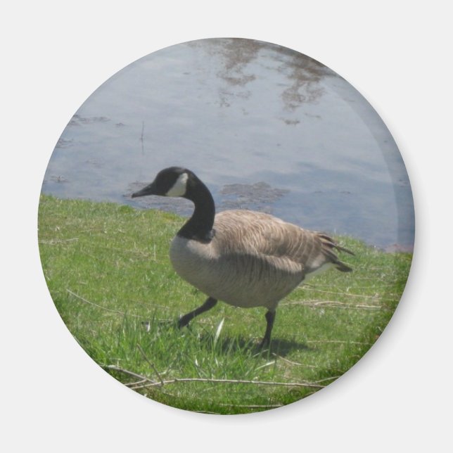 goose magnet (Front)