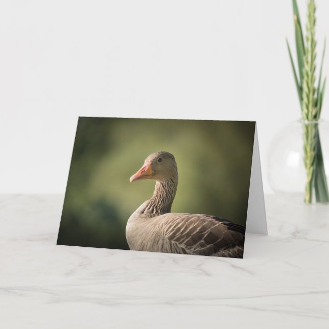 Goose Nature Photo Card (Front)