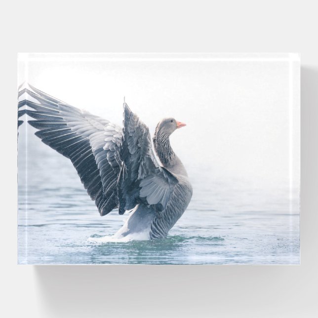 Goose Nature Photo Paperweight (Front)