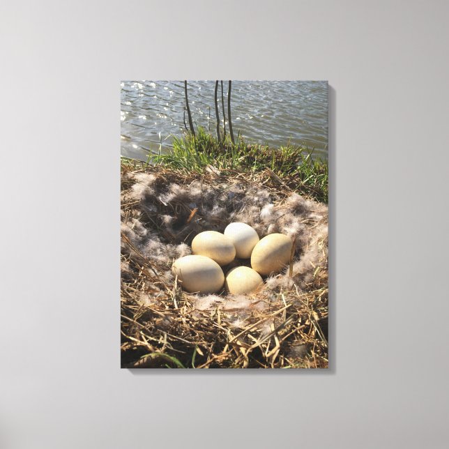 Goose Nest with Eggs on Canvas (Front)
