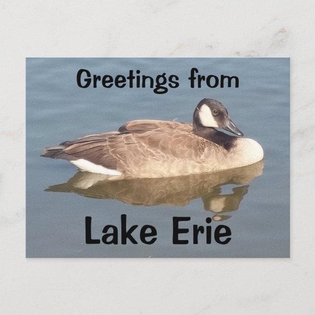 Goose on Lake Erie Postcard (Front)