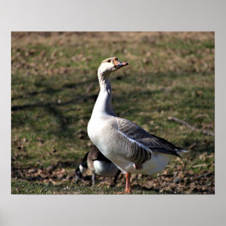 Goose Photo Poster