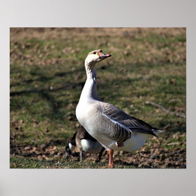 Goose Photo Poster (Front)