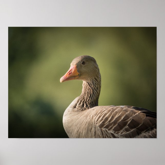 Goose Photo Poster (Front)