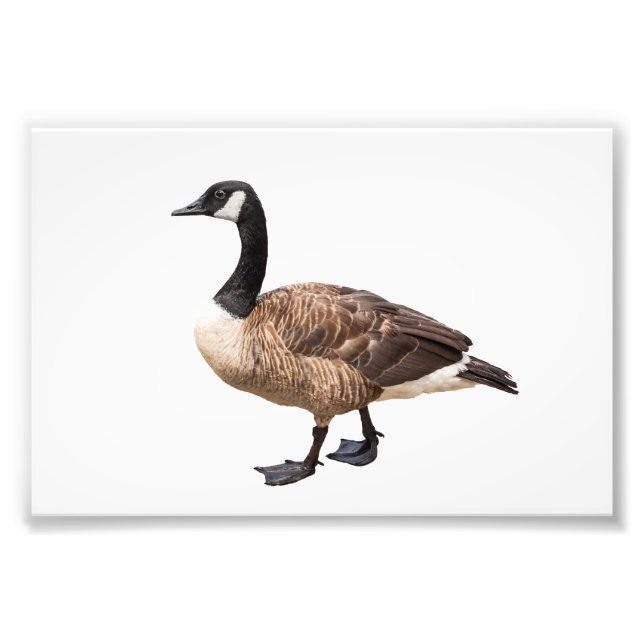 Goose Photo Print (Front)