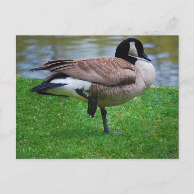Goose Post Card (Front)