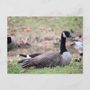 Goose Postcard