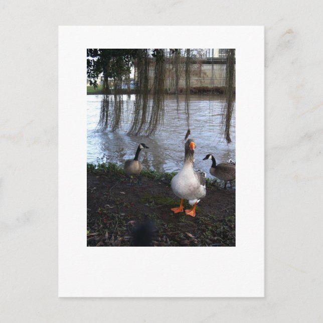 Goose Walk Postcard (Front)