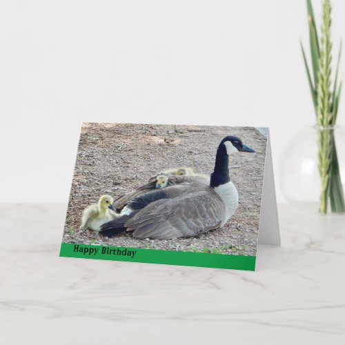 Goose with baby geese birthday card