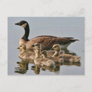 Goose with Chicks Postcard
