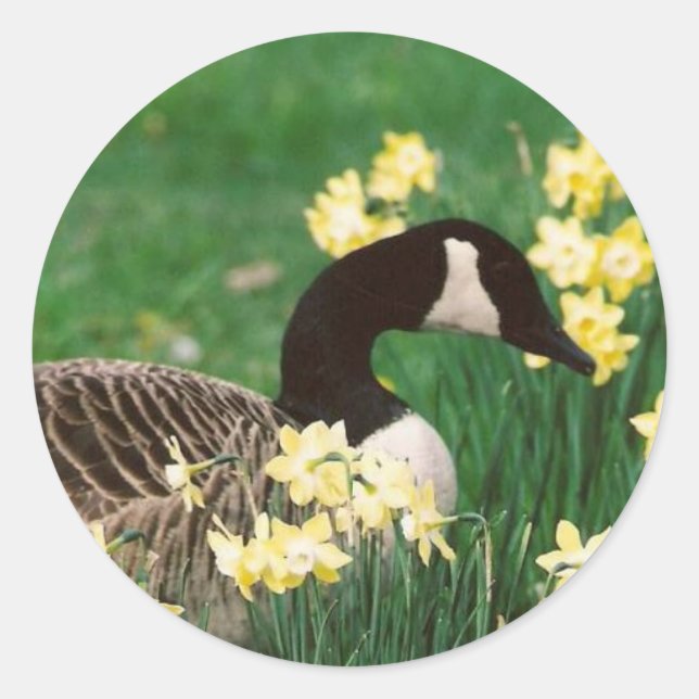 GOOSE WITH DAFFODILS CLASSIC ROUND STICKER (Front)