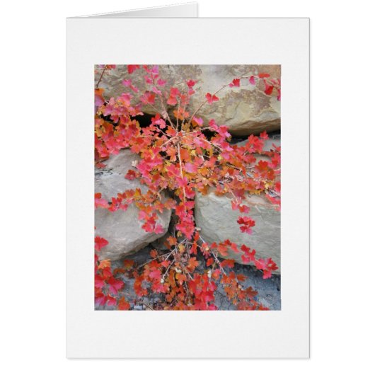 Gooseberry Bush Card (Front)