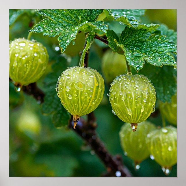 Gooseberry nature art poster (Front)