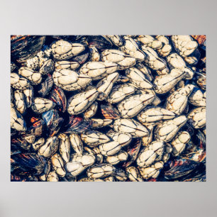 Gooseneck Barnacles & Mussels, Westcoast Canada Poster
