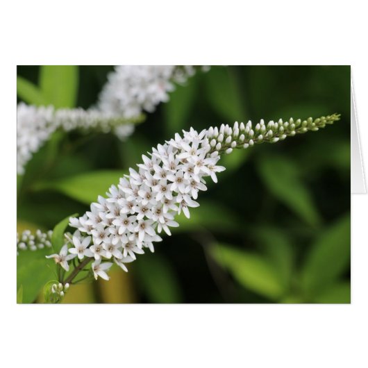 Gooseneck Loosestrife Cards (Front Horizontal)