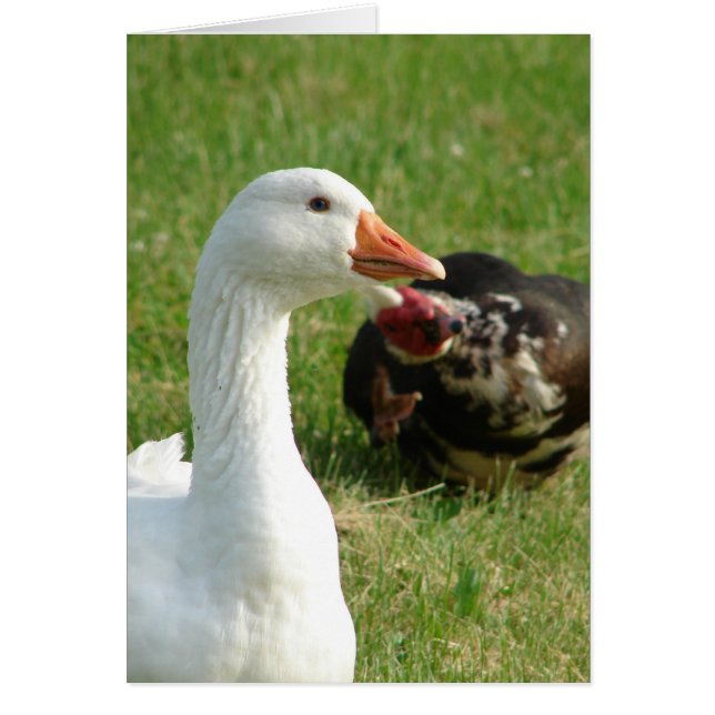 Goosey and Muscovy Drake Cards (Front)