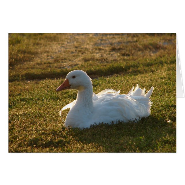 Goosey Cards (Front Horizontal)