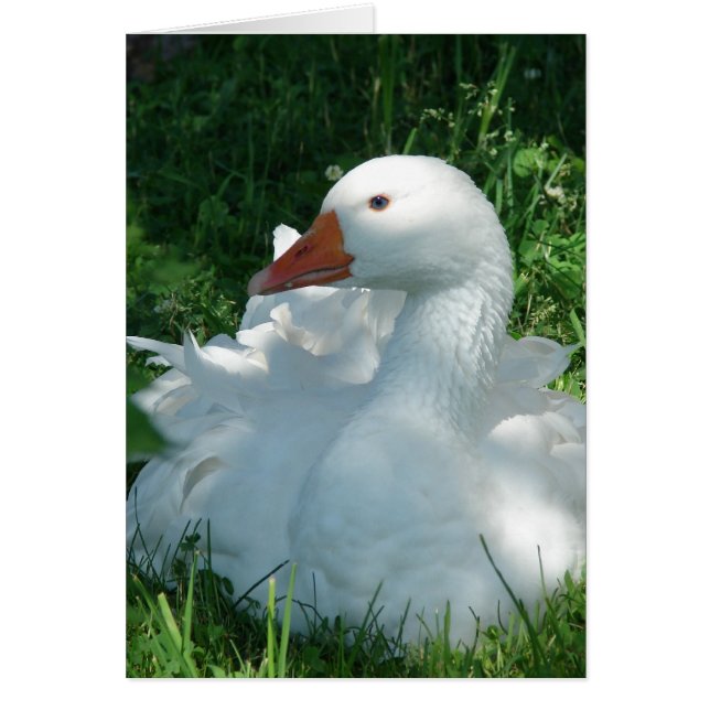 Goosey the Sebbie Cards (Front)