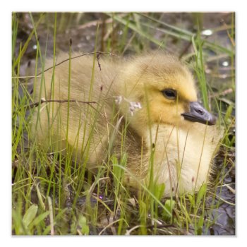 Goosling In The Reeds Photography Print by nikkilynndesign at Zazzle