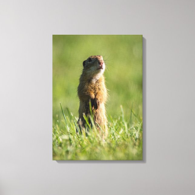 Gopher Canvas Print (Front)