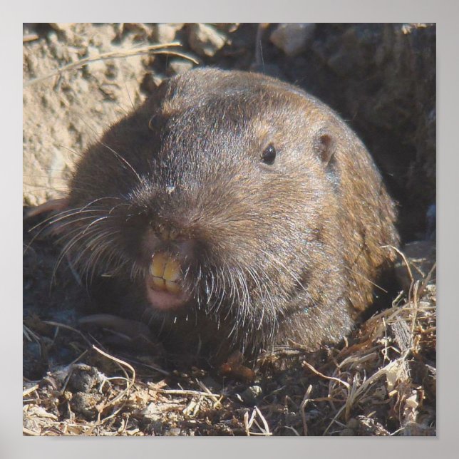 Gopher Poster (Front)