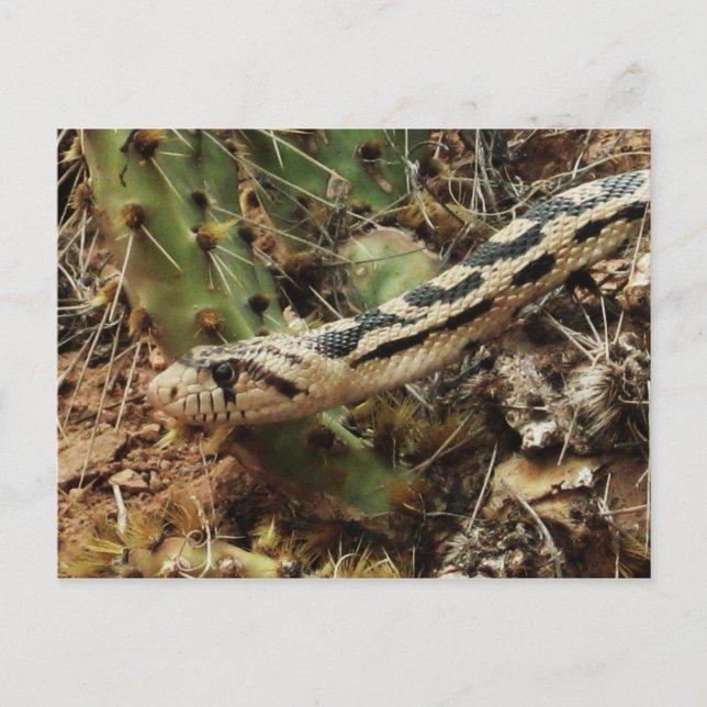 Gopher Snake Blank Postcard (Front)