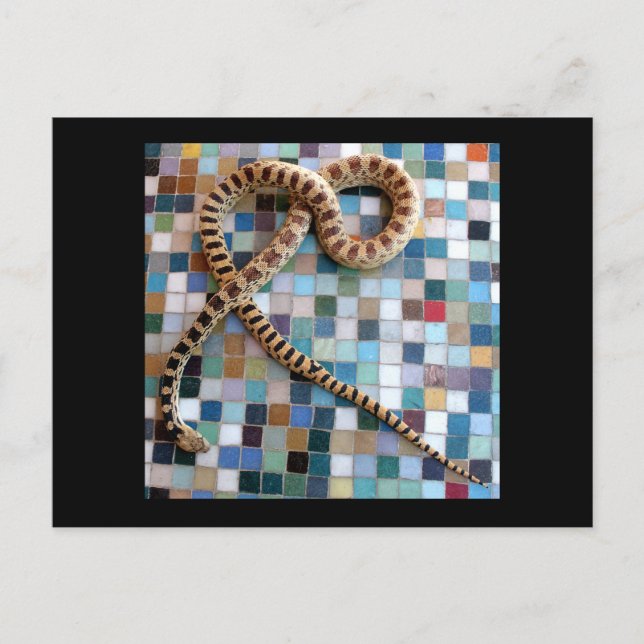 Gopher Snake Wonder Valley Postcard (Front)