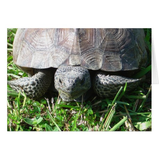 Gopher Tortoise in the Grass Cards (Front Horizontal)