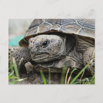 Gopher Tortoise Postcard by KitzmanDesignStudio at Zazzle