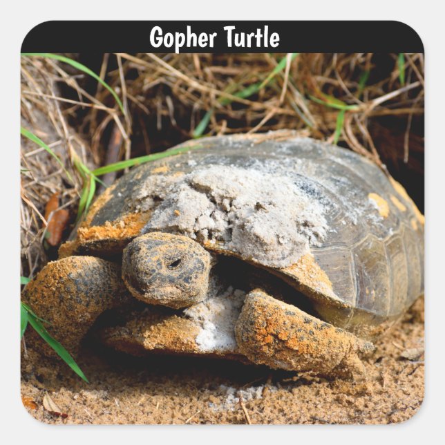 Gopher Turtle Square Sticker (Front)