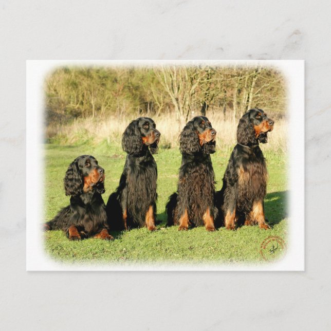 Gordon Setter 9Y105D-080 Postcard (Front)
