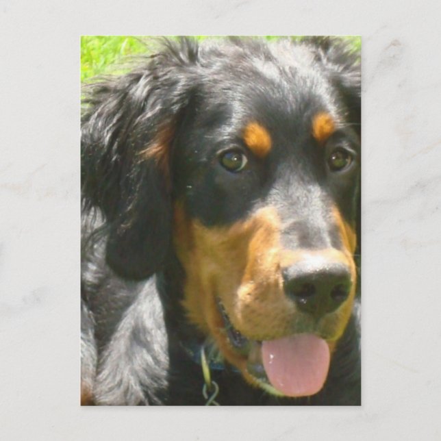 Gordon Setter Dog Postcard (Front)