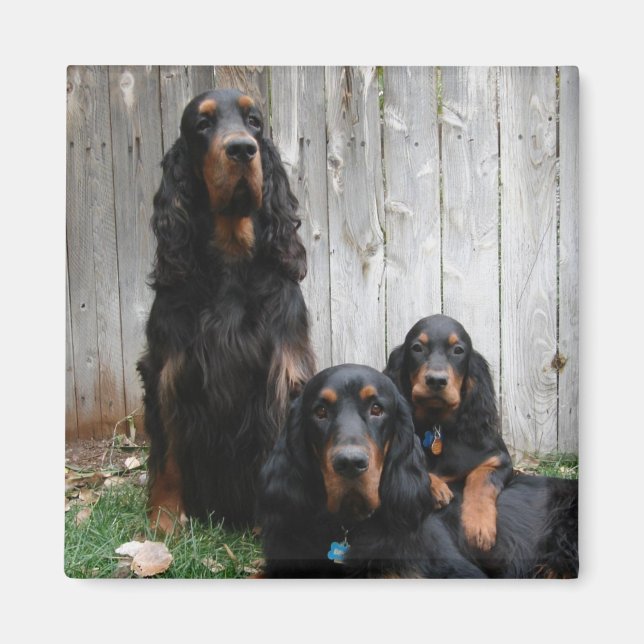 Gordon Setter Generations Magnet (Front)