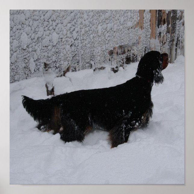 Gordon Setter in a Snowstorm Canvas Print (Front)