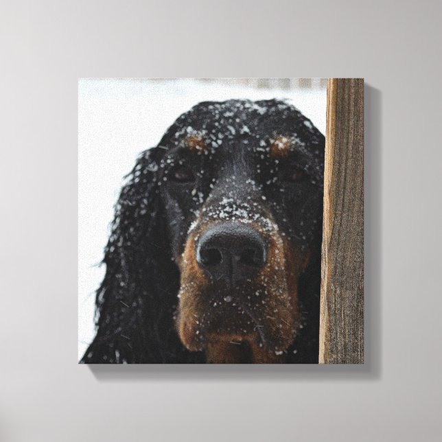 Gordon Setter in Winter Wrapped Canvas Print (Front)