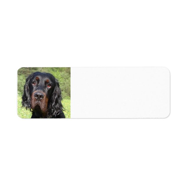 gordon setter.png label (Front)