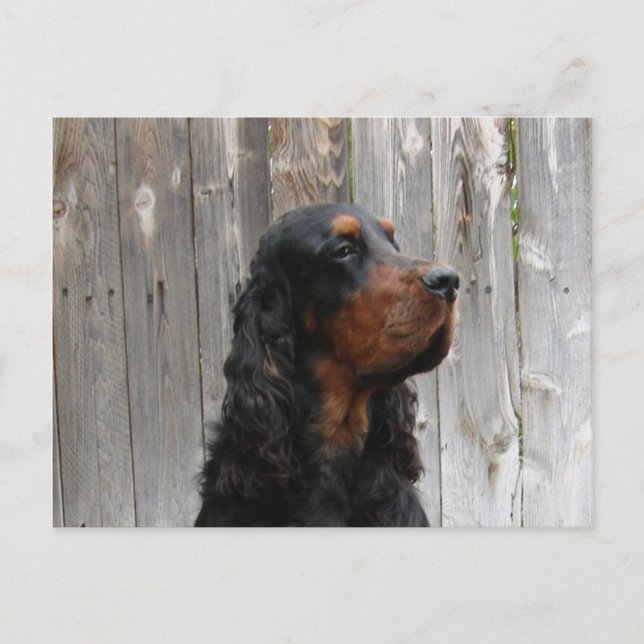 Gordon Setter Postcard (Front)